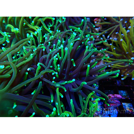 WYSIWYG Euphyllia glabrescens (Mariculture acclimated under LED) 8N7
