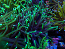 WYSIWYG Euphyllia glabrescens (Maricultura aclimatada bajo LED) 8N7