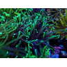 WYSIWYG Euphyllia glabrescens (Maricultura aclimatada bajo LED) 8N7