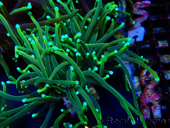 WYSIWYG Euphyllia glabrescens (Mariculture acclimated under LED) 8N7