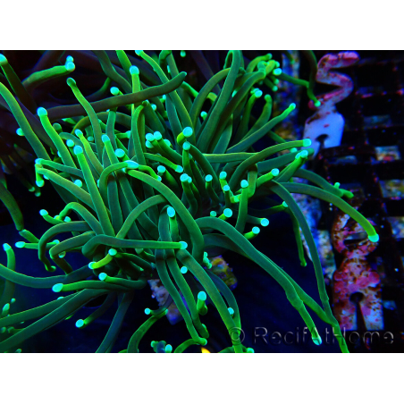 WYSIWYG Euphyllia glabrescens (Mariculture acclimaté sous LED) 8N7