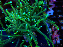 WYSIWYG Euphyllia glabrescens (Mariculture acclimated under LED) 8N7