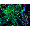 WYSIWYG Euphyllia glabrescens (Maricoltura acclimatata sotto LED) 8N7