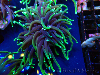 WYSIWYG Euphyllia glabrescens (Mariculture acclimaté sous LED) 8Q5