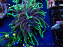 WYSIWYG Euphyllia glabrescens (Mariculture acclimaté sous LED) 8Q5