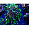 WYSIWYG Euphyllia glabrescens (Maricultura aclimatada bajo LED) 8N7