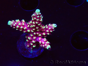 WYSIWYG Acropora Dragon Breath