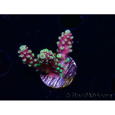 WYSIWYG RAH Acropora Helionis 5J1