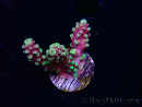 WYSIWYG RAH Acropora Helionis
