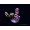 WYSIWYG RAH Acropora Helionis 5J1
