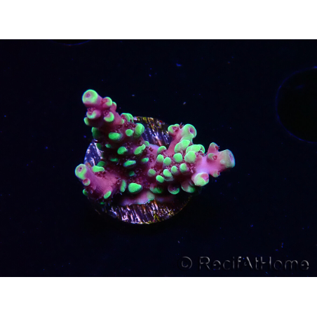 WYSIWYG RAH Acropora Helionis 5J2