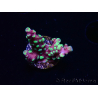 WYSIWYG RAH Acropora Helionis 5J2