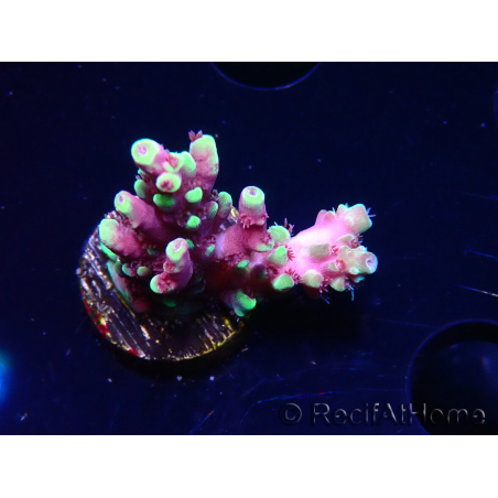 WYSIWYG RAH Acropora Helionis 5J3
