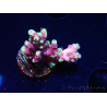 WYSIWYG RAH Acropora Helionis 5J3