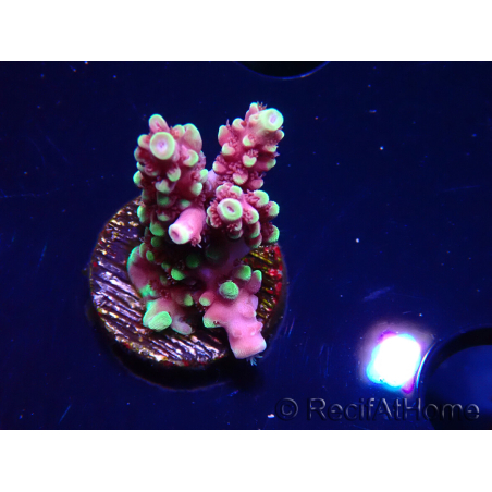 WYSIWYG RAH Acropora Helionis 5J4