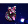 WYSIWYG RAH Acropora Helionis 5J4
