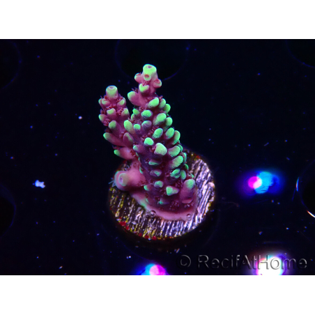 WYSIWYG RAH Acropora Helionis 5J5