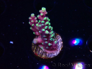 WYSIWYG RAH Acropora Helionis 5J5