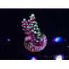 WYSIWYG RAH Acropora Helionis 5J5