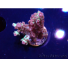 WYSIWYG RAH Acropora Pandora Fiji 5K6