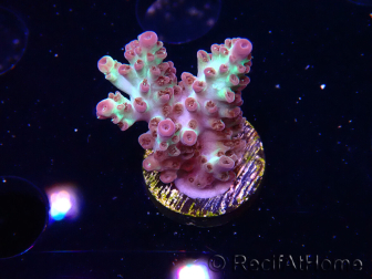 WYSIWYG RAH Acropora Pandora Fiji 5K7