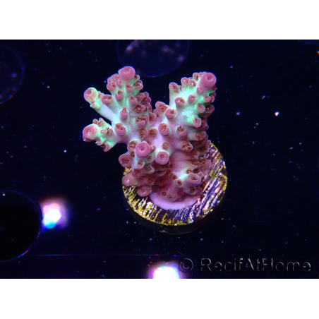 WYSIWYG RAH Acropora Pandora Fiji