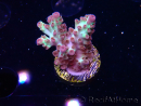 WYSIWYG RAH Acropora Pandora Fiji 5K7