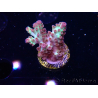 WYSIWYG RAH Acropora Pandora Fiji