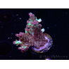 WYSIWYG RAH Acropora Pandora Fiji