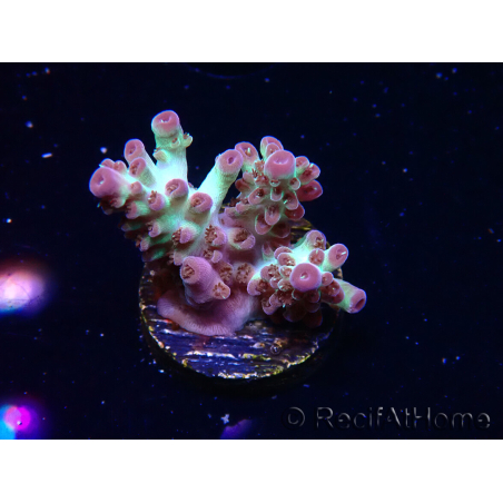 WYSIWYG RAH Acropora Pandora Fiji