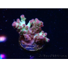 WYSIWYG RAH Acropora Pandora Fiji 5K9