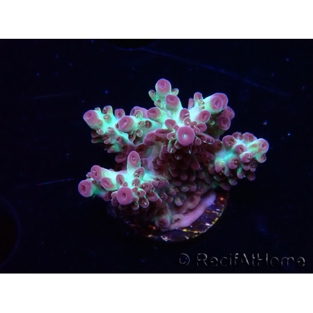 WYSIWYG RAH Acropora Pandora Fiji 5K10