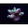 WYSIWYG RAH Acropora Pandora Fiji 5K10
