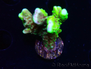 WYSIWYG - CB Incredible Hulk Montipora GRAFTED