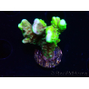 WYSIWYG - CB Incredible Hulk Montipora GRAFTED