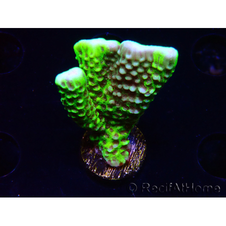 WYSIWYG - CB Incredible Hulk Montipora GRAFTED