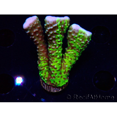 WYSIWYG - CB Incredible Hulk Montipora GRAFTED