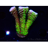 WYSIWYG - CB Incredible Hulk Montipora GRAFTED 5L3
