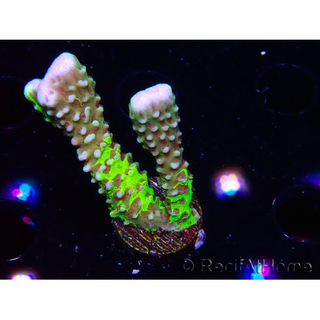 WYSIWYG - CB Incredible Hulk Montipora GRAFTED