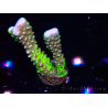 WYSIWYG - CB Incredible Hulk Montipora GRAFTED