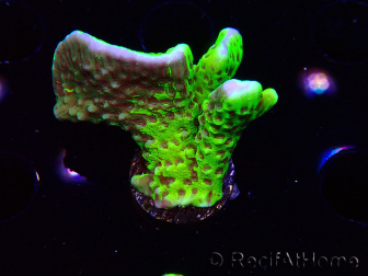 WYSIWYG - CB Incredible Hulk Montipora GRAFTED 5L5