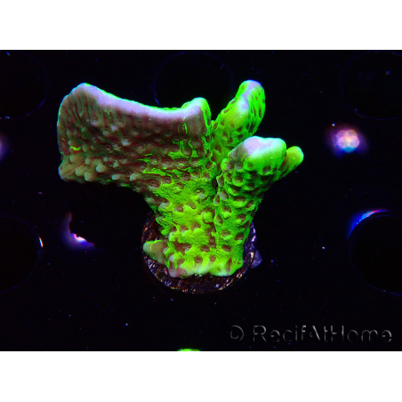 WYSIWYG - CB Incredible Hulk Montipora GRAFTED