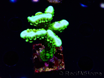 WYSIWYG - CB Incredible Hulk Montipora