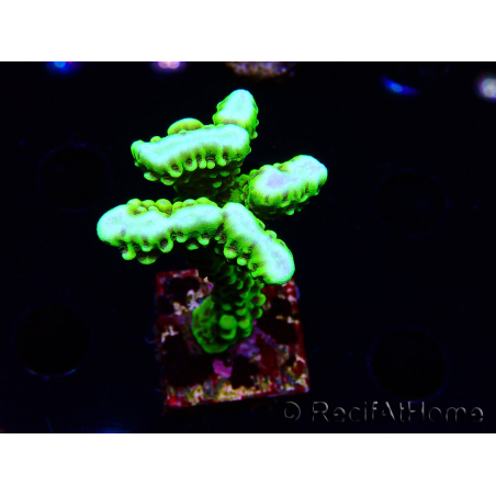 WYSIWYG - CB Incredible Hulk Montipora