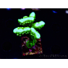 WYSIWYG - CB Incredible Hulk Montipora