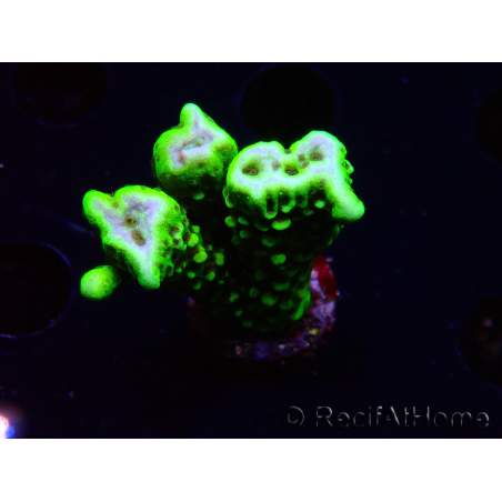 WYSIWYG - CB Incredible Hulk Montipora