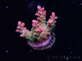 WYSIWYG RAH Acropora Strawberry Ice
