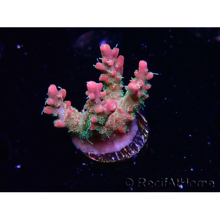 WYSIWYG RAH Acropora Strawberry Ice 5M1