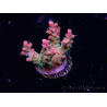 WYSIWYG RAH Acropora Strawberry Ice 5M1