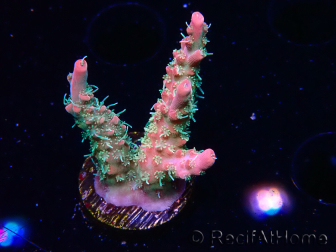 WYSIWYG RAH Acropora Strawberry Ice